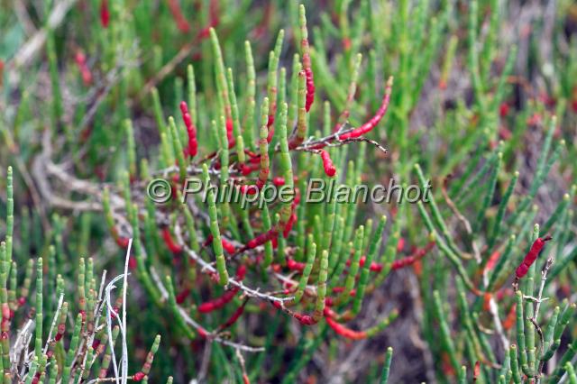 espagne catalogne 07.JPG - Salicorne, Parc naturel du Delta de l'EbreCatalogne, Espagne